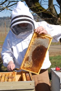 rogue honey, honeybees, honey bees, rogue farms, 19 original colonies mead, mead, rogue hopyard, rogue beer, rogue ales, rogue brewery, craft beer