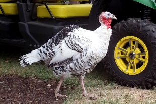 StuffingRoyal Palm Turkey Tom (male)Weight: 26 lbs., 13 ounces6 months old, singleLast known address: Rogue Farms Hopyard