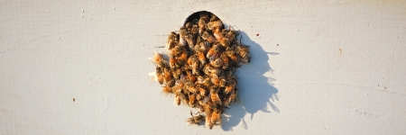 Rogue Honeybees