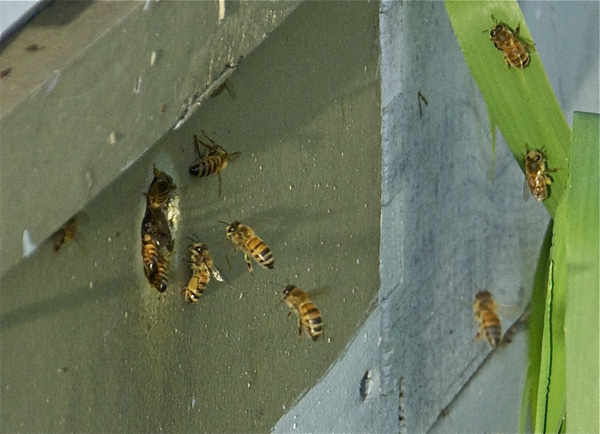 Rogue Farms honeybees returning from a trip to the cherry orchards.