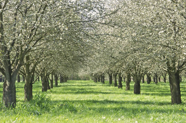 April in the cherry orchards next door to Rogue Farms.