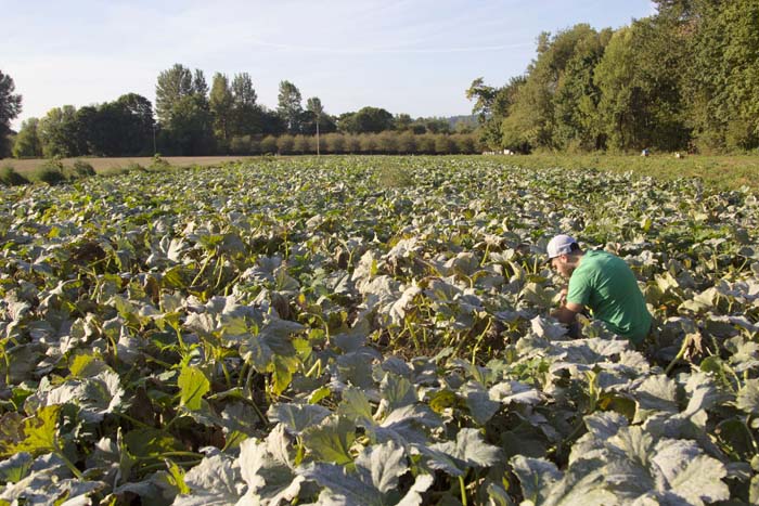 Man on a mission. Rogue Soda Jerk Steve in our four acre patch of Dream Pumpkins.