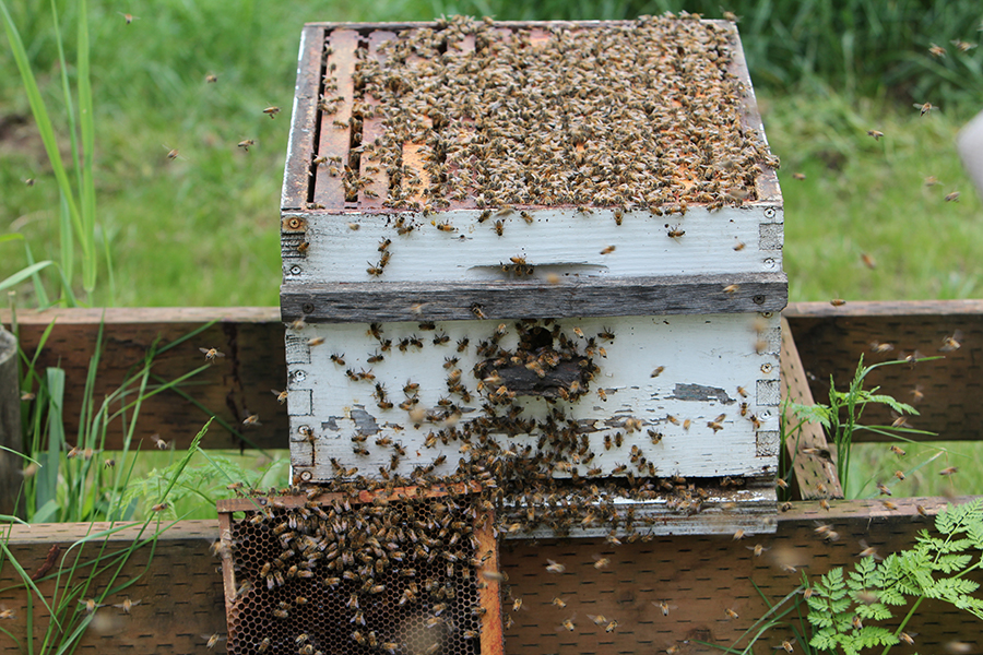 Splitting Hives-56(sm)